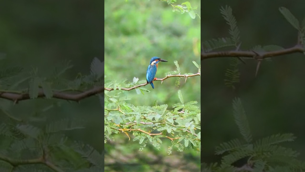 Kingfisher bird on the Tree 