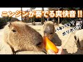 【ASMR】カピバラさんがニンジン食べる音がたまらない！Capybara eat carrot