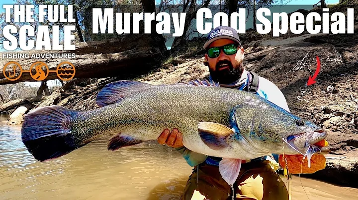 Murray Cod Special | Favourite Bites for 2025 | The Full Scale