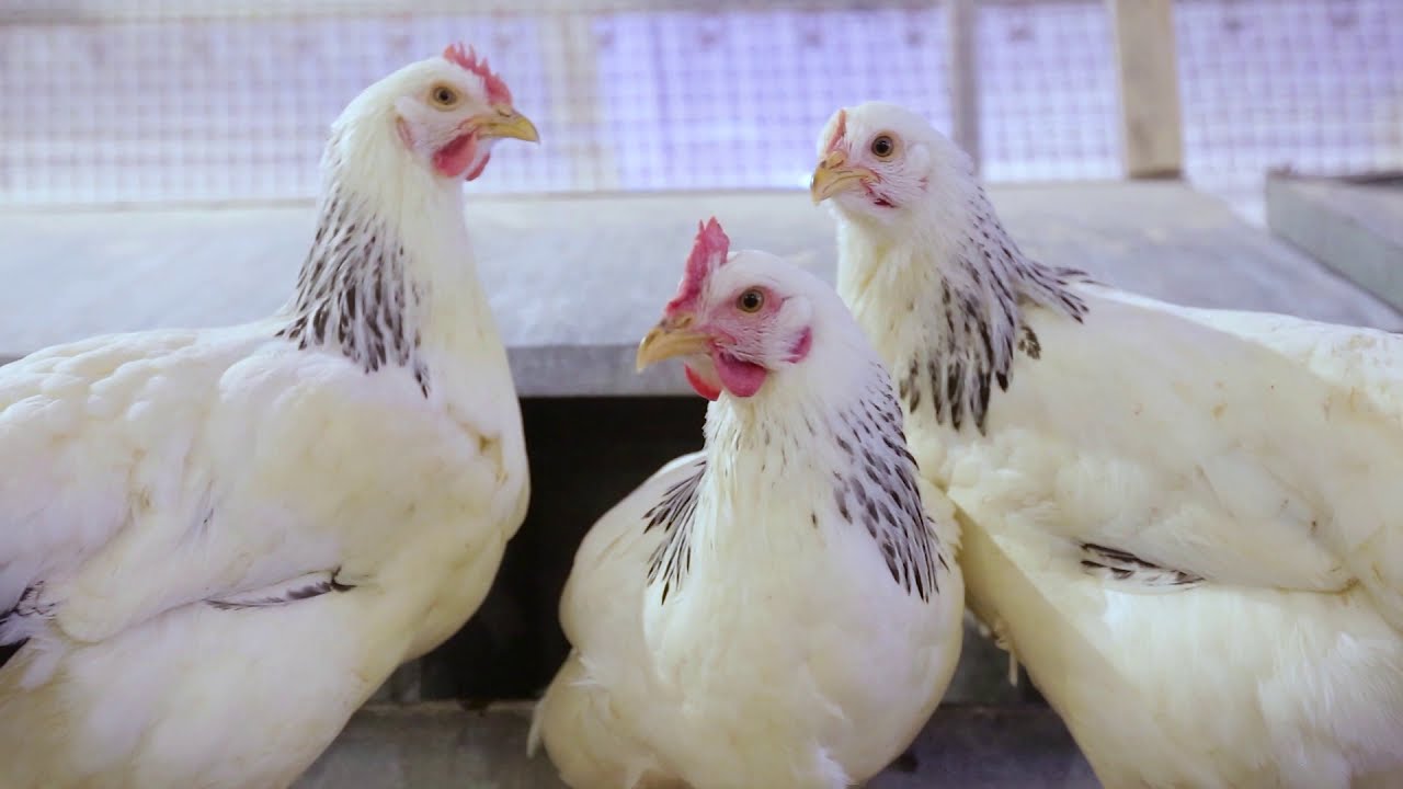 Sfaturi la înființarea unei ferme eco de păsări