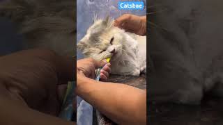Cat grooming | 8446853378