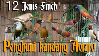 Kandang aviary burung Finch