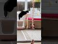 I Thought I Saw A Pussy 🐱 Cat 🐈