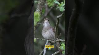 NGERI‼️ Burung Dengan Suara Kicau Paling Merdu Didunia Sikatan Londo #short #shorts