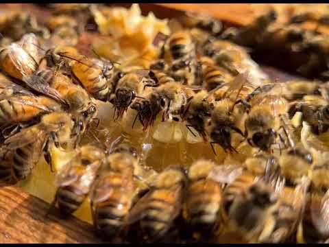 וִידֵאוֹ: לרחרח כלבים שאומנו לעזור בהגנה על דבורי דבש במרילנד
