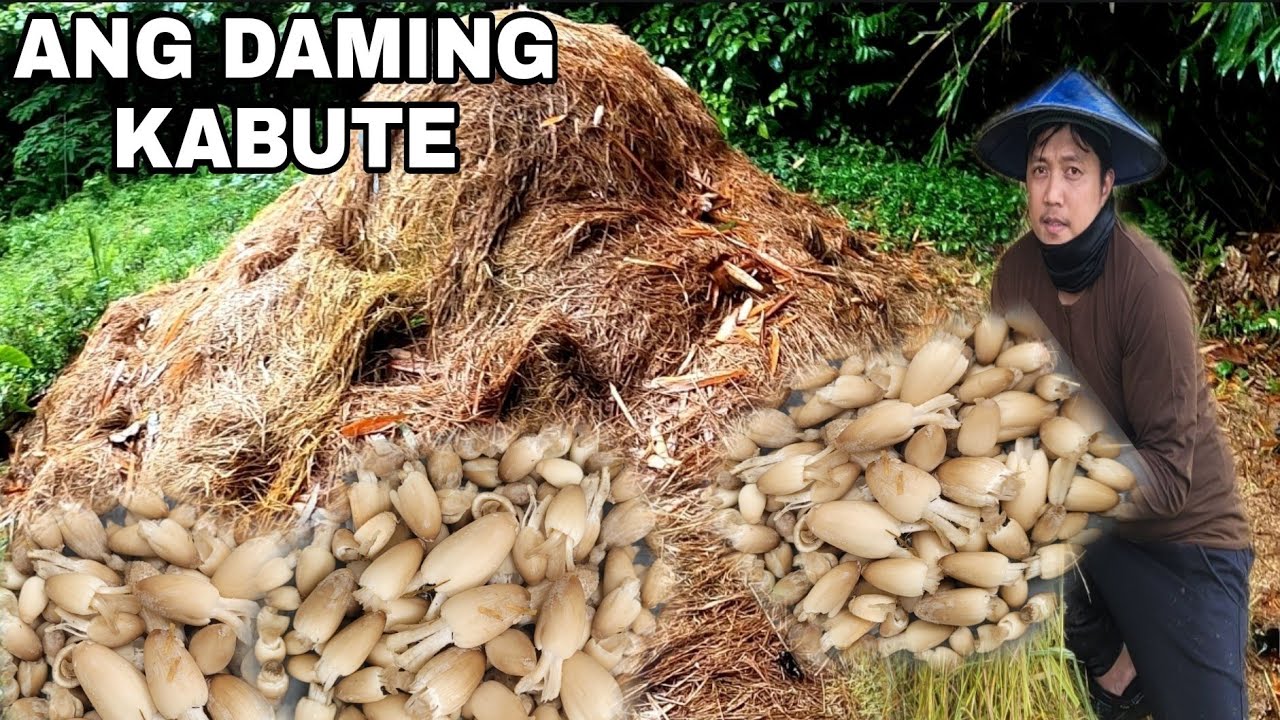 EP-596 HARVESTING MUSHROOMS  KABUTING DAYAMI KUMULOG KAYA TUMOBO SILA