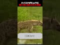 ハイエナがヒョウに酷い目に遭わされた理由
