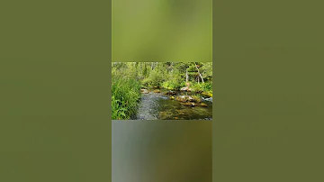 Как растет Золотой корень(Родиола розовая)