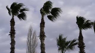 Beautiful palm trees gently blowing in the wind with distant wave sounds  great relaxing screenshot 1