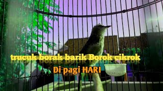 Trucuk Borak barik borok cikrok di pagi hari | gacor... masszeh ❗