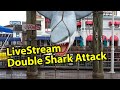 LIVE Double Shark Attack at Alcatraz