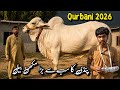 Diamond Cattle Farm | Extreme Beauties | Cow Mandi 2026 | Shahzain Animals Vlogs