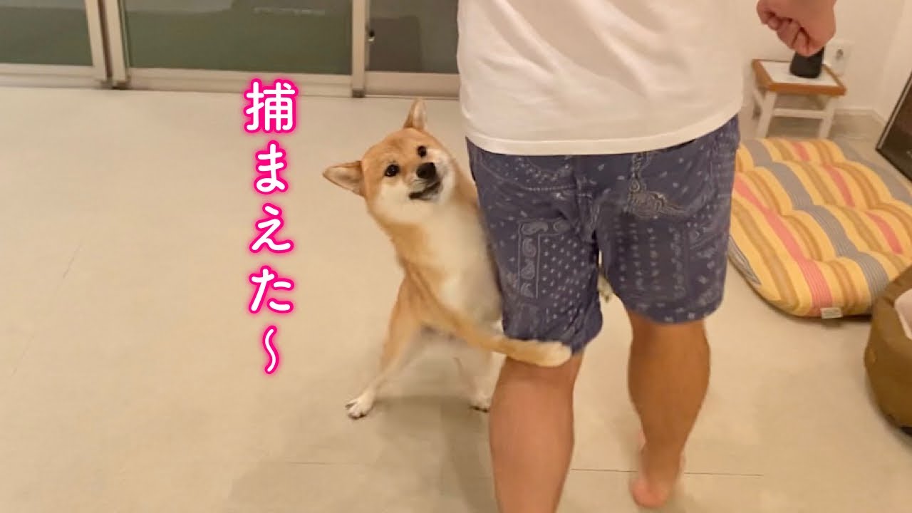 ママがパパに抱きつくと真似して抱きつくようになった柴犬が可愛い