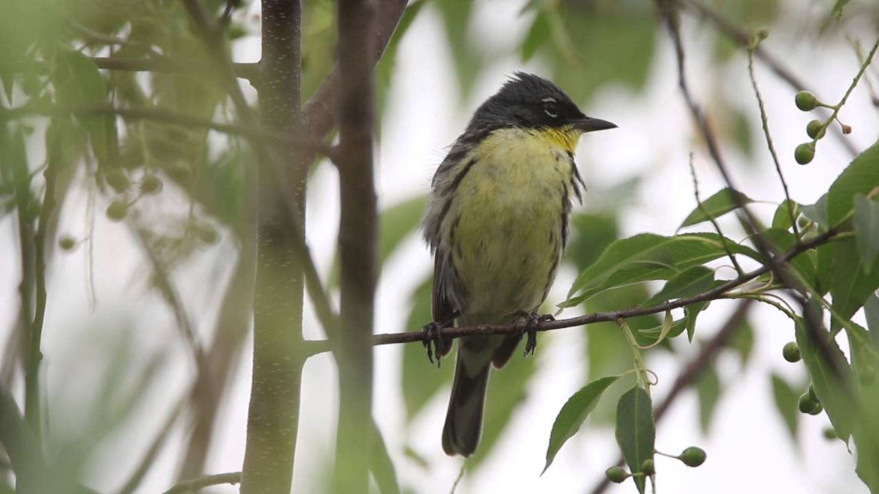 Kirtland's Warbler singing 