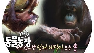 처음으로 가족을 만난~ 다섯짤 막둥이 오랑우탄 ‘축복이’ @TV 동물농장 20190623