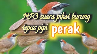 MP3 suara pikat burung tepus pipi perak@jahid channel