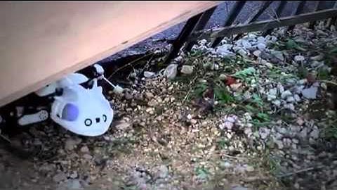 Pleurobot is salamander-like robot with...