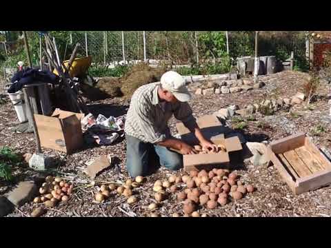 Video: How To Store Potatoes In Winter