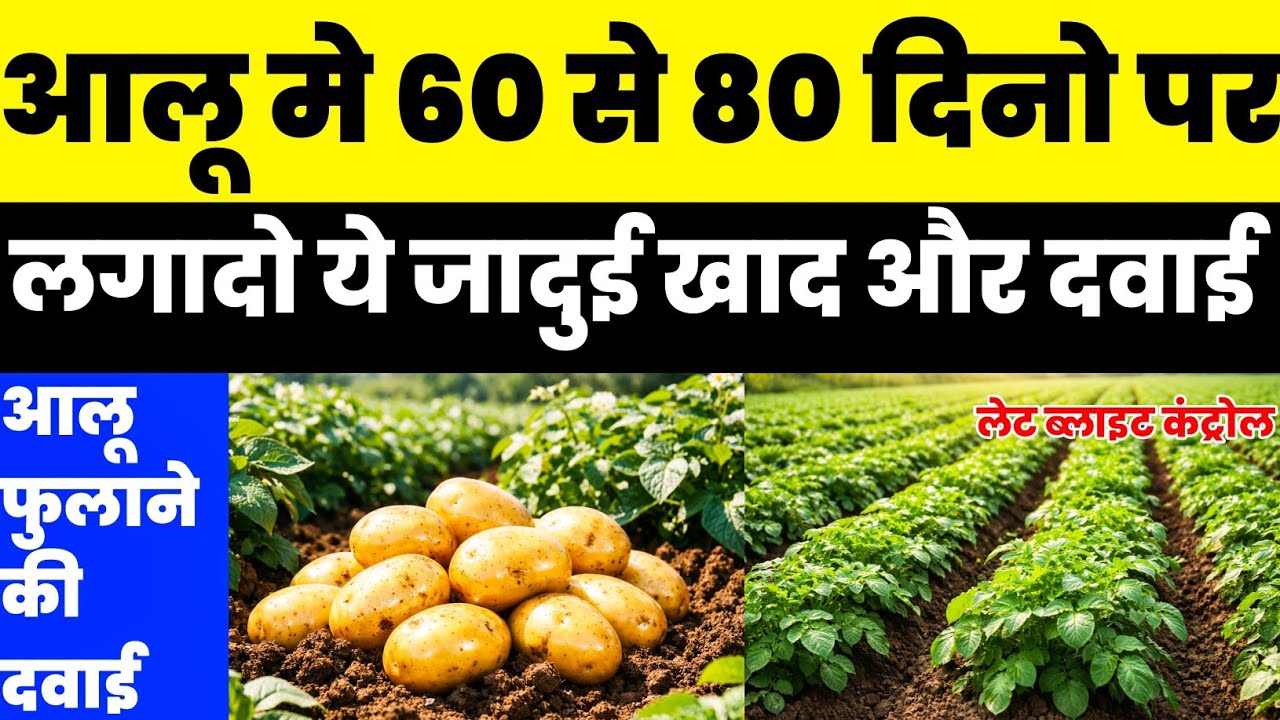 आलू मे 60 से 80 दिनो पर लगादो ये जादुई खाद और दवाई | aalu ka size badhane ki dava | Aalu ki kheti |