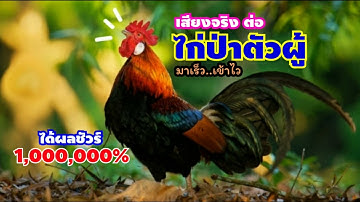 🐓เสียงไก่ต่อ(ตัวผู้) อัดเสียงจริง..เข้าไว ได้ผลจริง1,000,000%🐓🐔