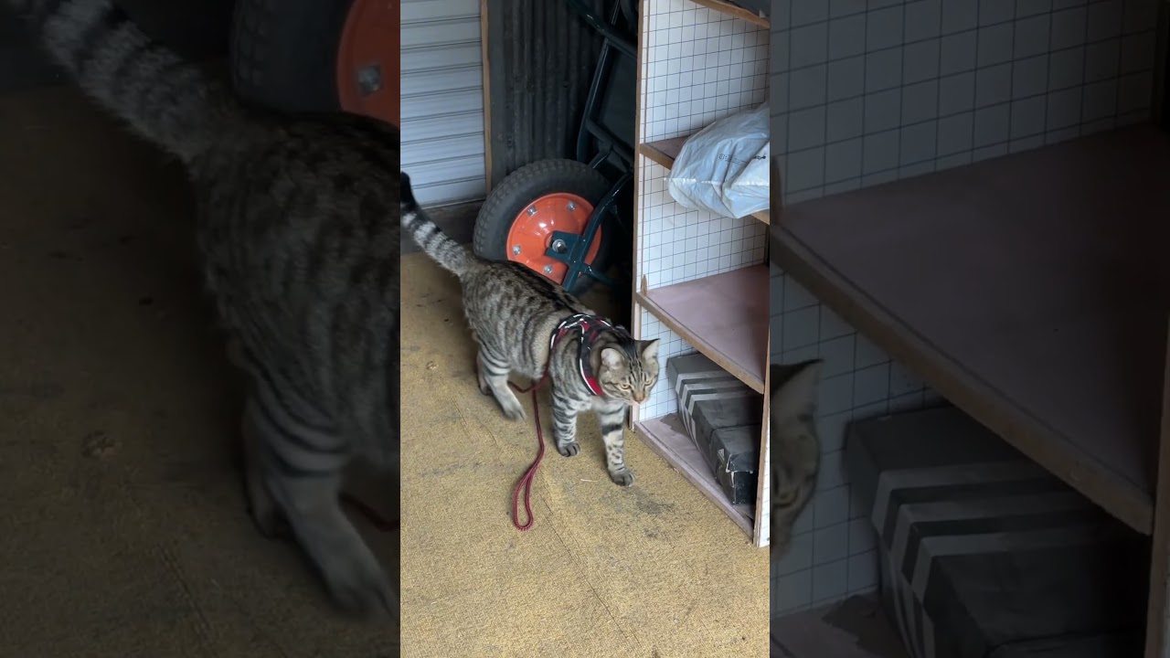 ねっこ、もう一つのねこと遭遇。小屋の探索。トラジのくんくん。 #猫 #cat #猫のいる暮らし
