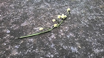 Hol Baumann - Send Away