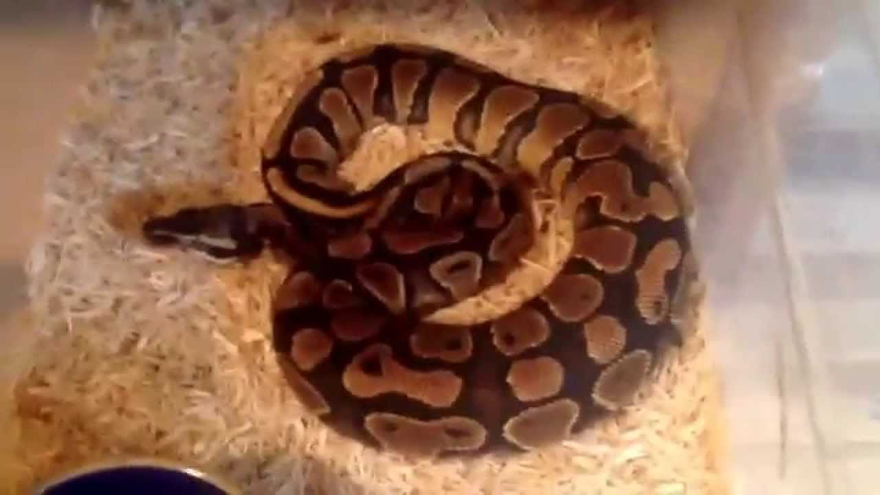 camera iphone 8 plus apk Expo pick ups!!! Ball python Collection update