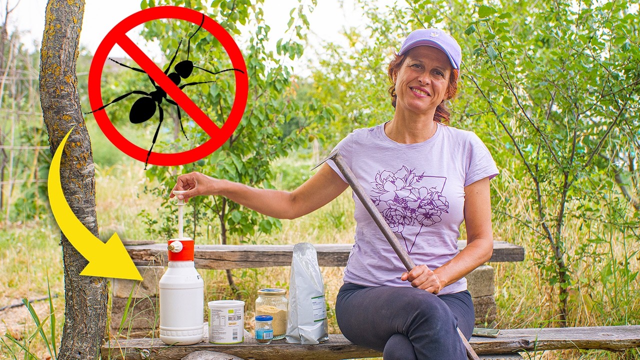 FORMICHE nell'orto. Cosa fare? 5 RIMEDI NATURALI