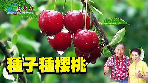 種子種櫻桃，櫻桃吃完別扔了，用果核種櫻桃樹！ - 天天要聞