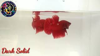 Ikan Cupang Light Solid dan Dark Solid screenshot 2