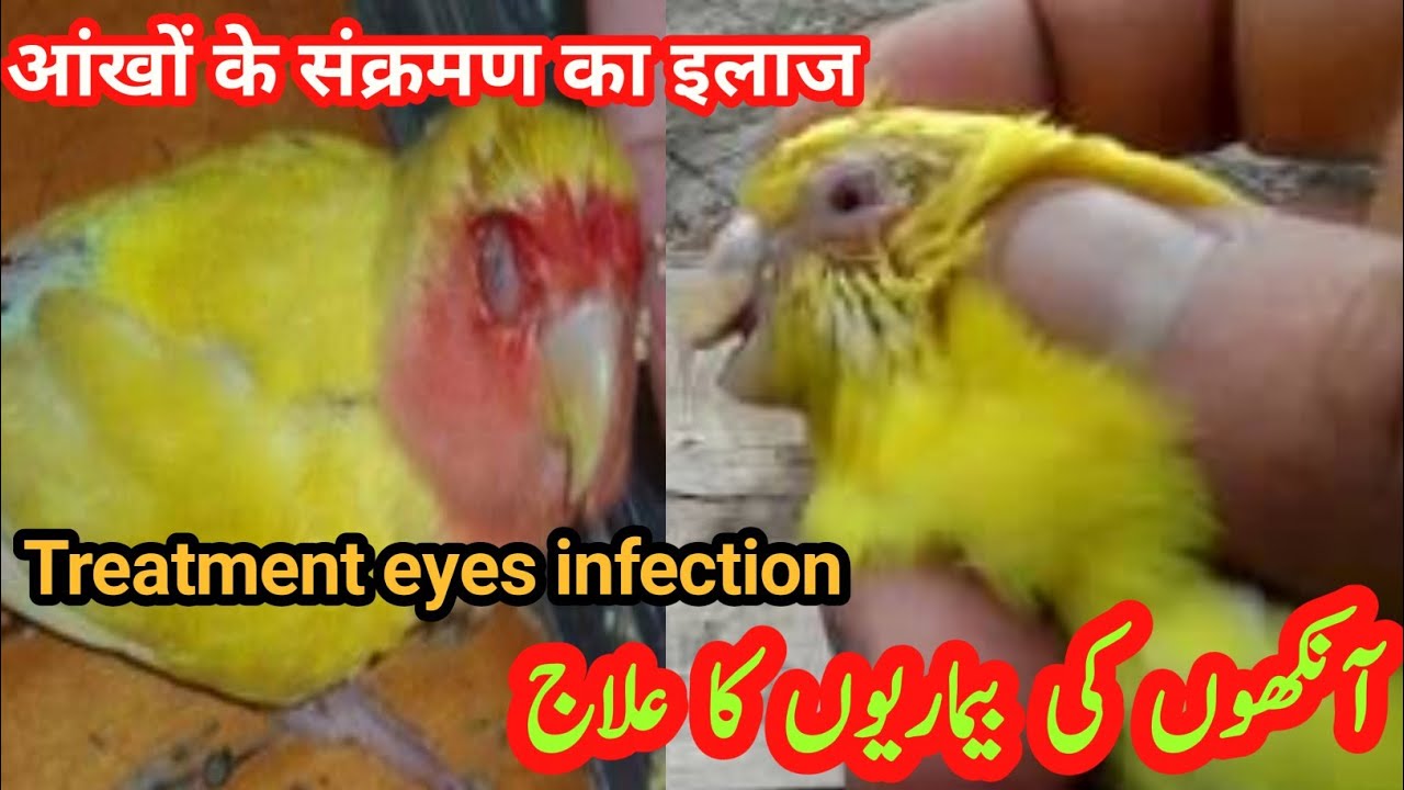 Birds mein eye Infection ka ilaj Birds eyes infection treatment