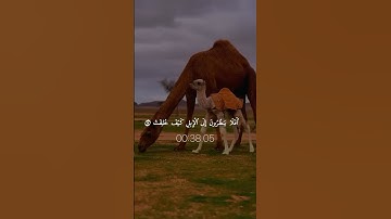 سورة الغاشية من الآية 10 إلى 20 | مقطع رائع #قرآن
