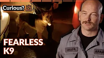 Police Dog Bricks Protects Niagara Falls Streets | Dogs with Jobs