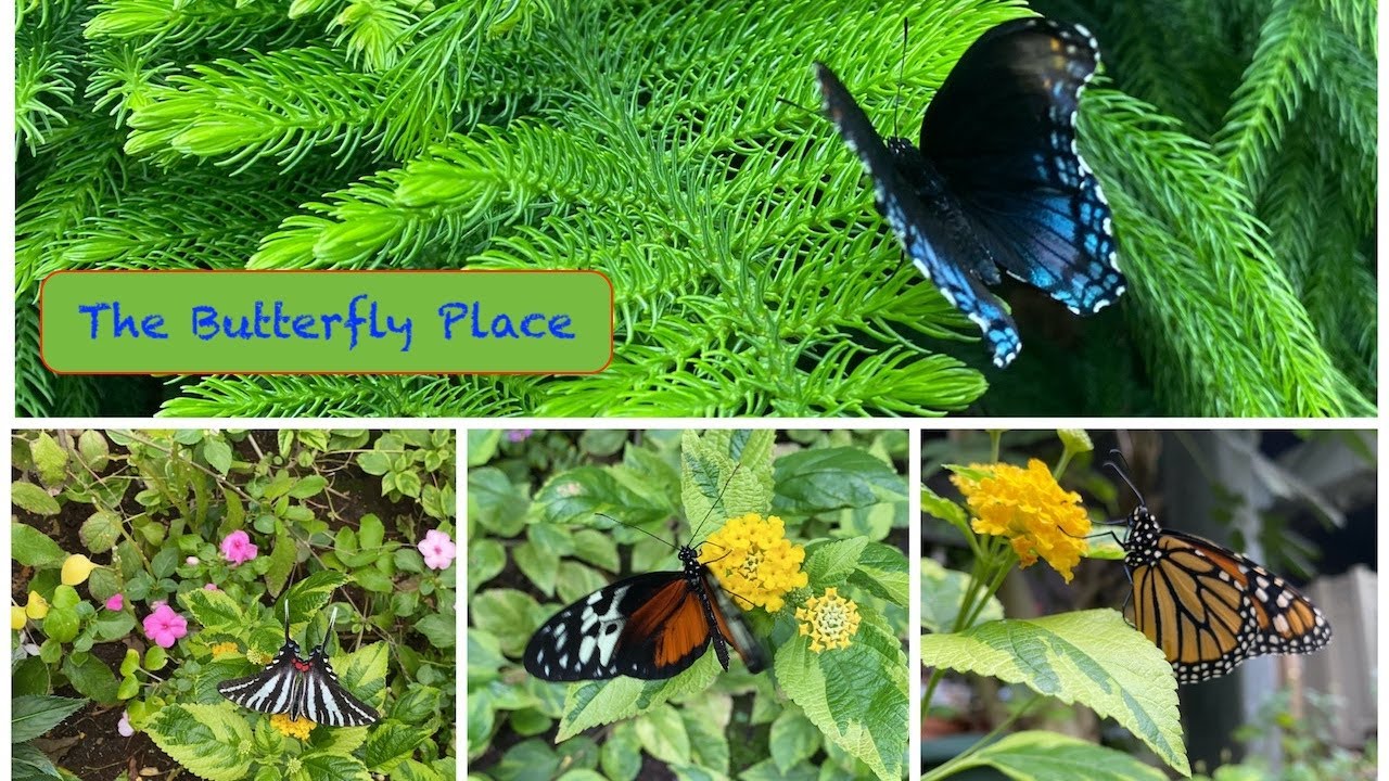 The Butterfly Place YouTube