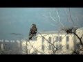 Orlik grubodzioby (Clanga clanga) - Greater spotted eagle