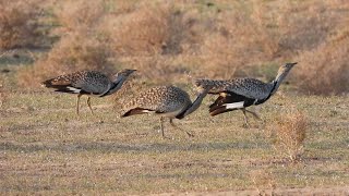 Houbara Bustards (Chlamydotis undulata fuertaventurae), Lanzarote