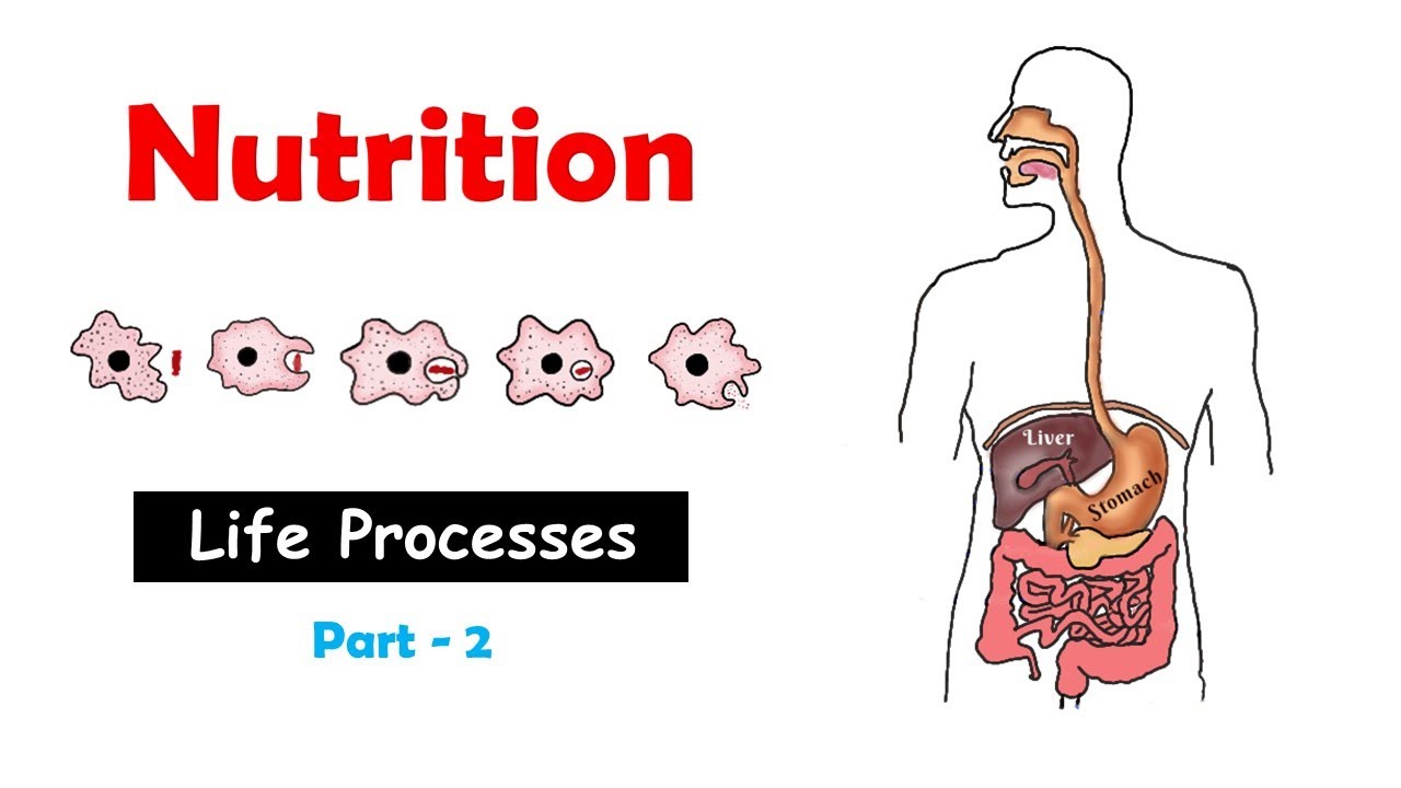 assignment on nutrition class 10