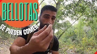 Como COCINAR BELLOTAS - ¿Puedes COMER BELLOTAS CRUDAS? | Técnicas de Supervivencia en la Montaña