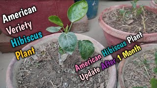 American Veriety Of Hibiscus Plants Update After One Monthक्यों मेरे गुड़हल मारे गए ?‍️