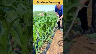 Maize #modernfarmer #agriculture #farming #china #farmer #satisfying #shorts