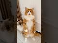 Kucing joget kicau mania #shortvideo #comedy #funny