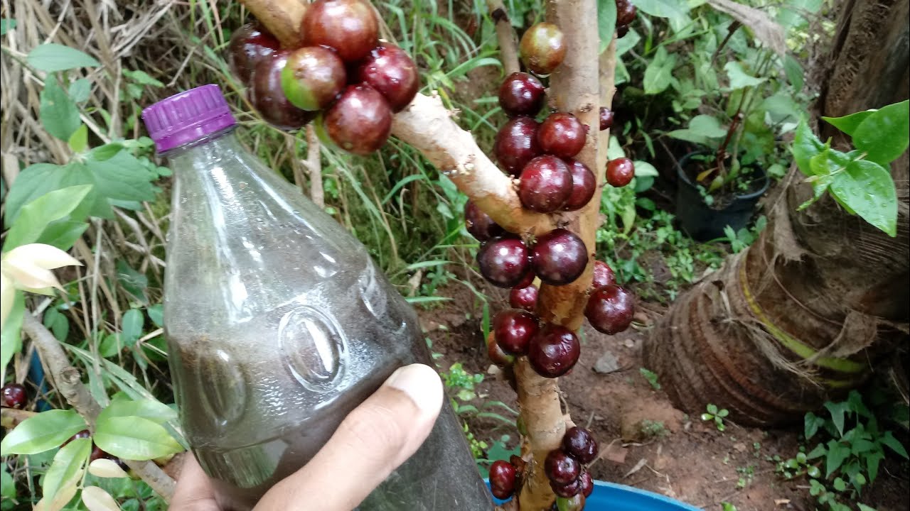 Use este ADUBO na sua JABUTICABA E VEJA O GRANDE RESULTADO.