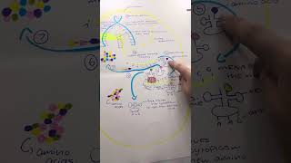 avagrace polypeptide synthesis