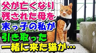 猫の不思議な話 Youtube