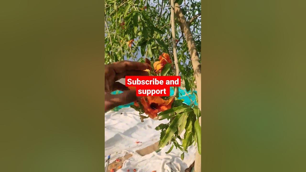 Rohida Flowers Kya Aapne Kabhi Dekhe Hai organic YouTube rohida-flowers-kya-aapne-kabhi-dekhe-hai-organic-youtube