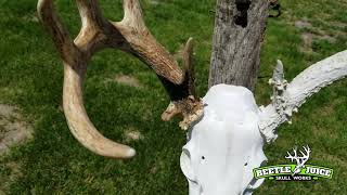 Staining Deer Antlers and Weather Deer Racks | European Mounts