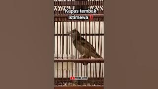 KATEM NEMBAK MEWAH‼️ #kapastembakgacor