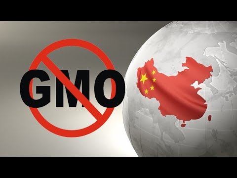 China Destroys 3 US Shipments of GM Corn