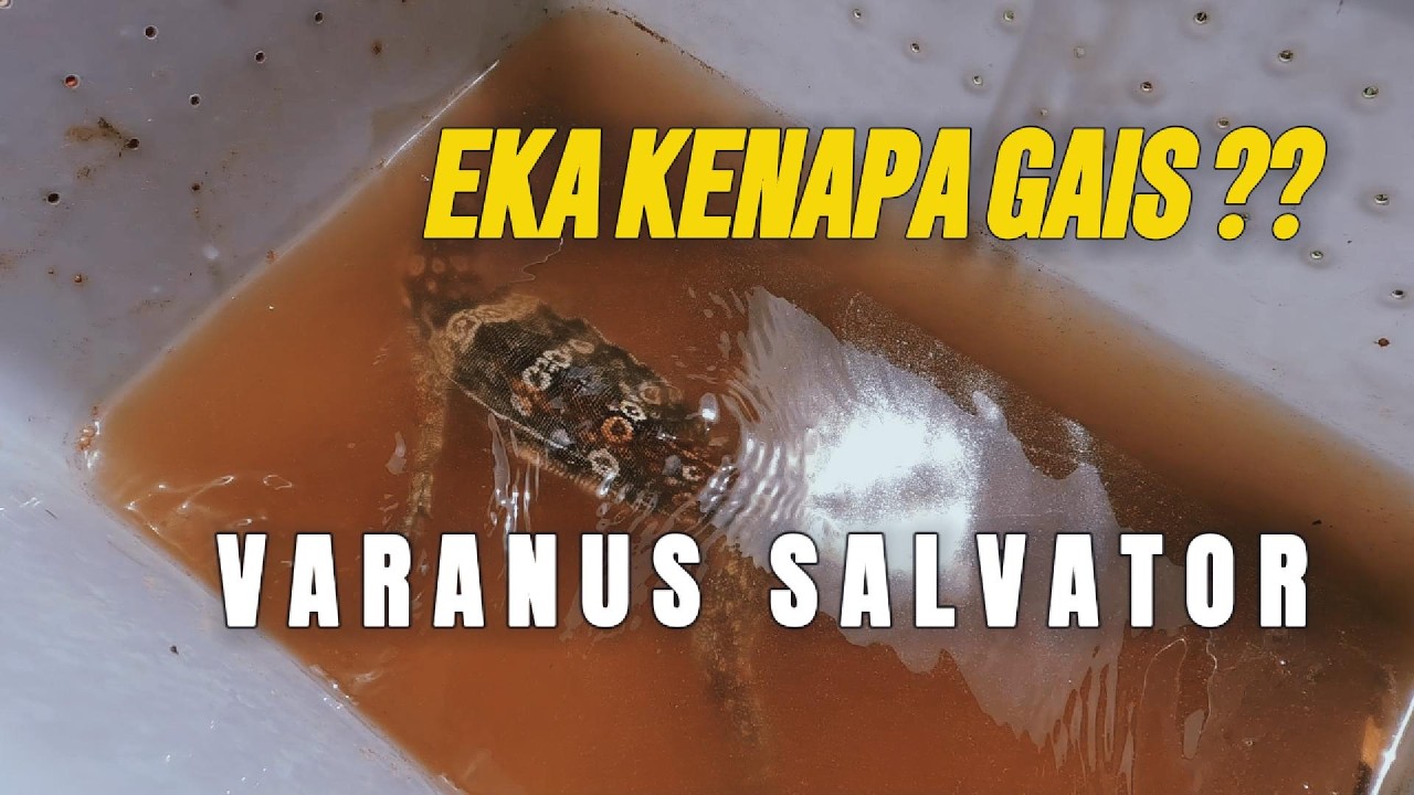 BIAWAK EKA KENAPA LAGI GAIS ?? - VARANUS SALVATOR