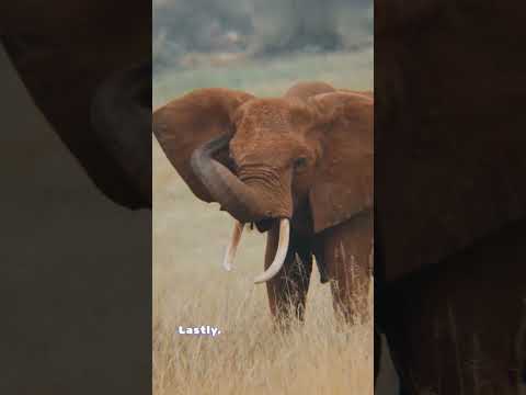 Video: Elefante africano ed elefante indiano: principali differenze e somiglianze